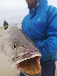 Image result for Argyrosomus inodorus