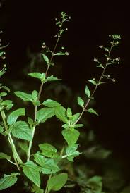 Attēlu rezultāti vaicājumam “Scrophularia umbrosa”