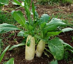 Attēlu rezultāti vaicājumam “Raphanus sativus”