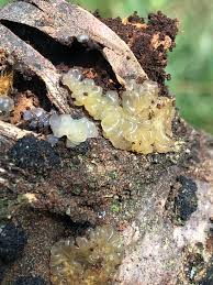 Attēlu rezultāti vaicājumam “Myxarium nucleatum”