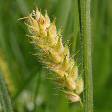 Attēlu rezultāti vaicājumam “Carex hirta female flower”