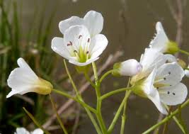 Attēlu rezultāti vaicājumam “Cardamine amara flower”