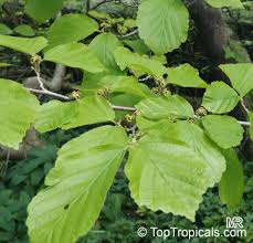Attēlu rezultāti vaicājumam “Hamamelis virginiana”
