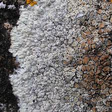 Attēlu rezultāti vaicājumam “Lecanora muralis”