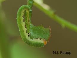 Attēlu rezultāti vaicājumam “Allantus cinctus”