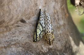 Attēlu rezultāti vaicājumam “Aporia crataegi pupa”