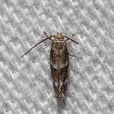 Attēlu rezultāti vaicājumam “Elachista maculicerusella”