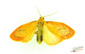 Attēlu rezultāti vaicājumam “Miltochrista miniata”