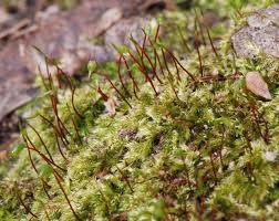Attēlu rezultāti vaicājumam “Brachythecium salebrosum”