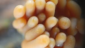 Attēlu rezultāti vaicājumam “Lindbladia tubulina macro”