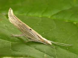 Attēlu rezultāti vaicājumam “Ypsolopha asperella”