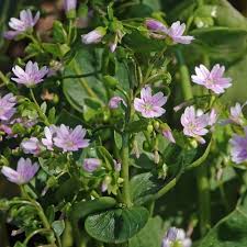 Attēlu rezultāti vaicājumam “Claytonia sibirica flower”