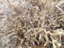 Attēlu rezultāti vaicājumam “Cetraria aculeata”