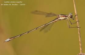 Attēlu rezultāti vaicājumam “Lestes virens”