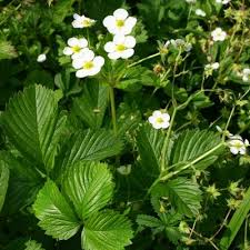 Attēlu rezultāti vaicājumam “Fragaria moschata flower”