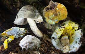 Attēlu rezultāti vaicājumam “Hypomyces chrysospermus”