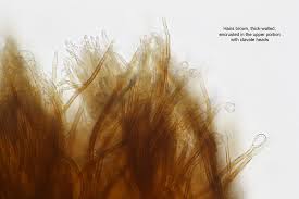 Attēlu rezultāti vaicājumam “Merismodes anomala”