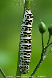 Attēlu rezultāti vaicājumam “Shargacucullia scrophulariae larva”