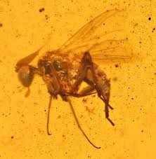 Attēlu rezultāti vaicājumam “Brachycera”