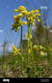 Image result for Primula veris