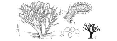 Attēlu rezultāti vaicājumam “Ceratiomyxa morchella stalked”