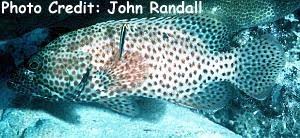 Image result for Cephalopholis cruentata