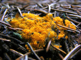 Attēlu rezultāti vaicājumam “Byssonectria fusispora”