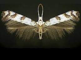 Attēlu rezultāti vaicājumam “Gracillariidae”