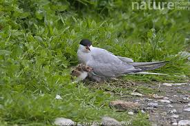 Attēlu rezultāti vaicājumam “Sterna hirundo”