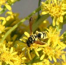Attēlu rezultāti vaicājumam “Ancistrocerus sp.”