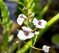 Attēlu rezultāti vaicājumam “Sagittaria sagittifolia”