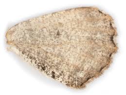 Attēlu rezultāti vaicājumam “Macaria wauaria”