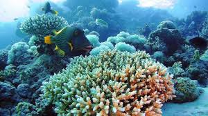 Image result for Scarus niger