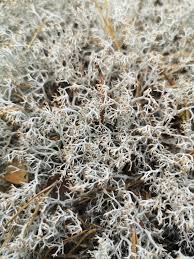 Attēlu rezultāti vaicājumam “Cladonia ciliata”