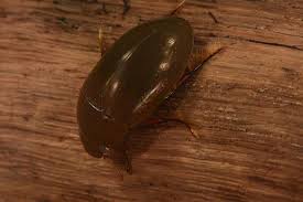 Attēlu rezultāti vaicājumam “Hydrochara caraboides”