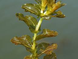 Attēlu rezultāti vaicājumam “Potamogeton perfoliatus fruit”