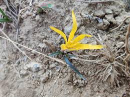 Attēlu rezultāti vaicājumam “Colchicum luteum flower”