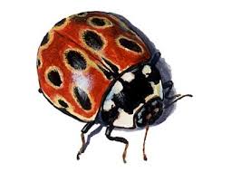 Attēlu rezultāti vaicājumam “Anatis ocellata”