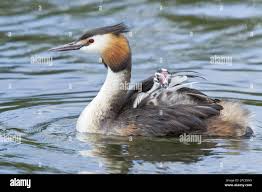 Attēlu rezultāti vaicājumam “Podiceps cristatus adult”