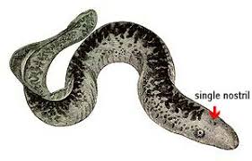 Image result for Petromyzon marinus