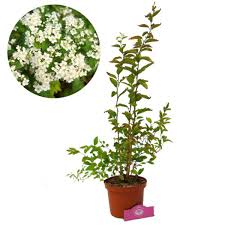 Attēlu rezultāti vaicājumam “Spiraea chamaedryfolia”