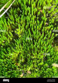 Attēlu rezultāti vaicājumam “Campylopus introflexus”