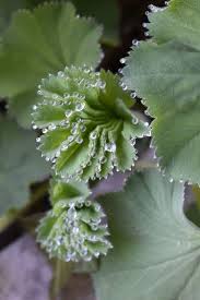 Image result for Frauenmantel