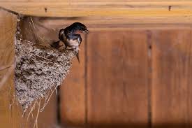 Attēlu rezultāti vaicājumam “Hirundo rustica nest”