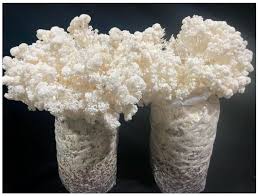 Attēlu rezultāti vaicājumam “Hericium coralloides”