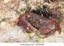 Image result for Eriphia verrucosa