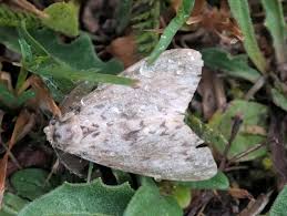 Attēlu rezultāti vaicājumam “Lymantria monacha pupa”