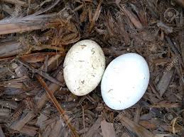 Attēlu rezultāti vaicājumam “Podiceps cristatus nest”