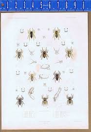 Attēlu rezultāti vaicājumam “Salticus sp.”