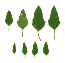 Attēlu rezultāti vaicājumam “Chenopodium album leaf”